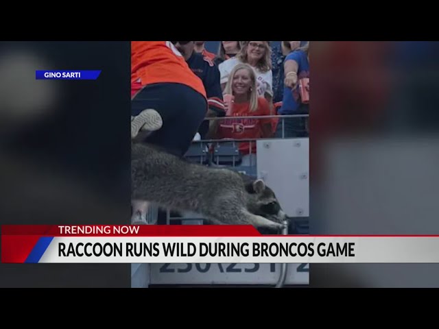 ⁣Animal joins crowd during Broncos’ game against Raiders at Empower Field