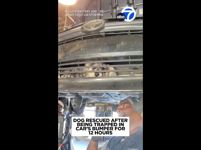 ⁣Dog rescued after being trapped in car's bumper for nearly 12 hours