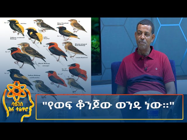 Ethiopia -  ESAT Tefetro ena science ''የወፍ ቆንጆው ወንዱ ነው።'' 8 October 2024