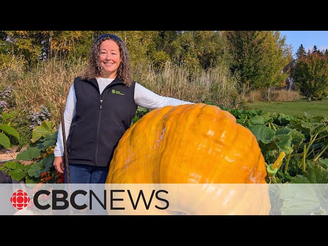 ⁣P.E.I.'s giant pumpkin growers nervous before this year's weigh-off