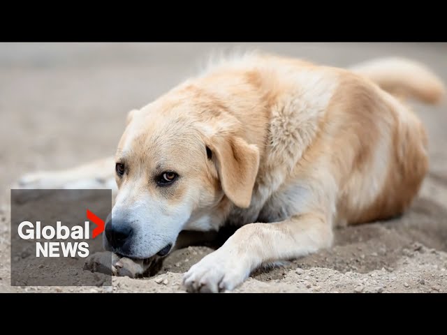 ⁣"It was his birthday": Two dogs fatally shot outside Saskatchewan farm