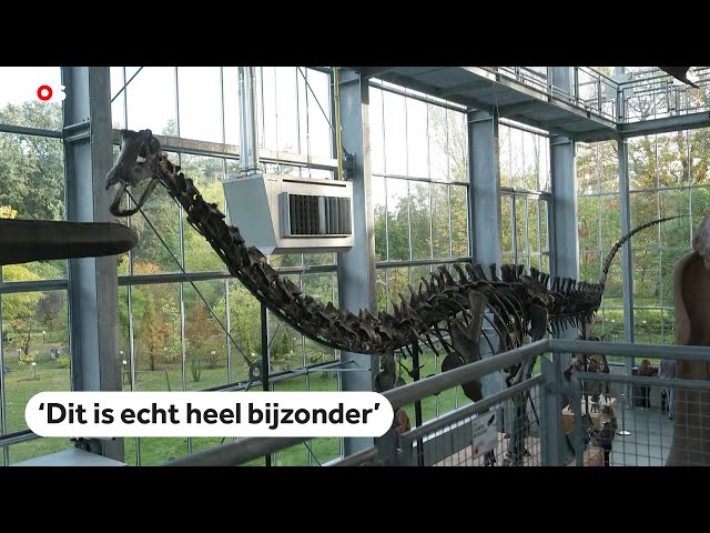 ⁣Museum in Boxtel heeft officieel eigen dinosaurussoort