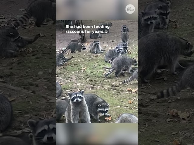 ⁣Horde of hungry raccoons come looking for a snack #Shorts