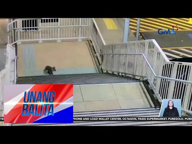 ⁣Koala, nagpagala-gala sa train station | Unang Balita