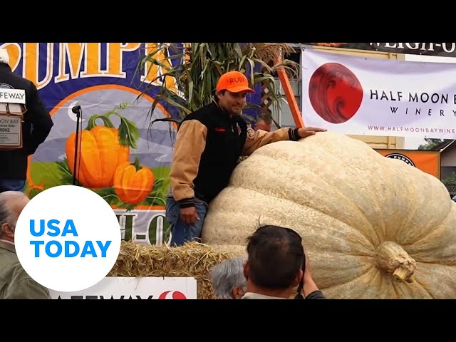 ⁣Prize money up for grabs in world championship pumpkin weigh-off | USA TODAY