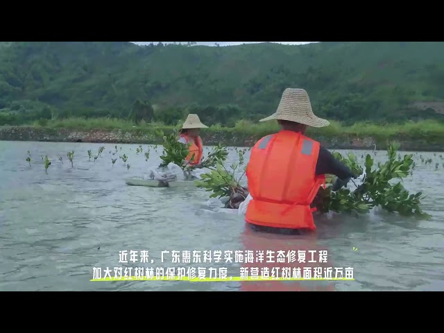 ⁣Mangrove forests show significant growth in Guangdong's ecological park