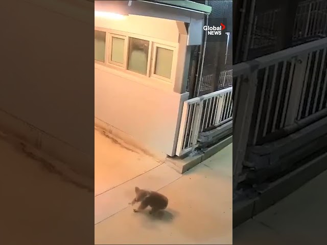 ⁣All aboard! Koala explores train station in Australia 