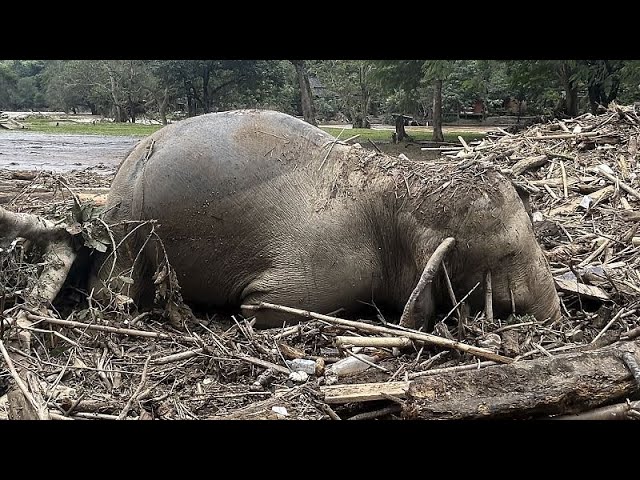 ⁣Two elephants die in flooding at sanctuary in northern Thailand