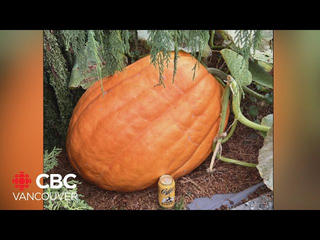 ⁣Giant pumpkin pilfered from West Kelowna property