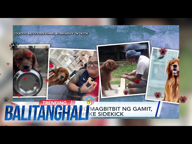 ⁣Asong mahilig magbitbit ng gamit naging palengke sidekick | Balitanghali