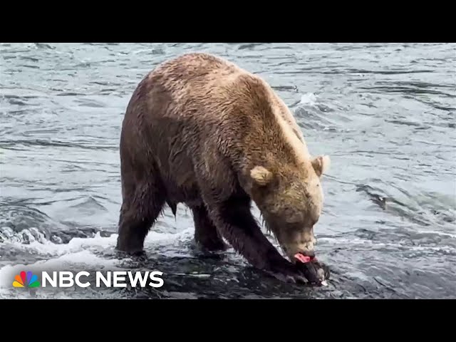 ⁣Alaska's brown bears compete in annual Fat Bear Week