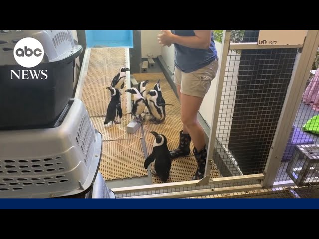 ⁣How Tampa's zoo and aquarium are preparing for Hurricane Milton's arrival