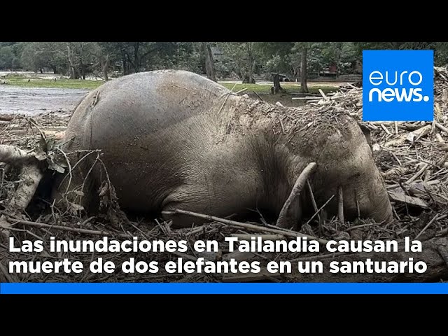 ⁣Las inundaciones en Tailandia causan la muerte de dos elefantes en un santuario