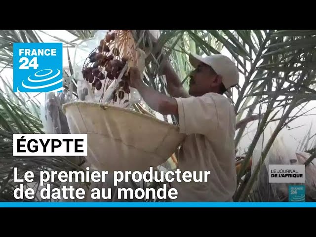 ⁣L'Égypte devient le premier producteur de datte avec près de 2 millions de tonnes par an