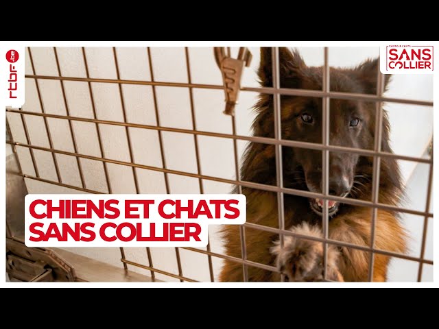 ⁣Chiens et chats sans collier S06E01