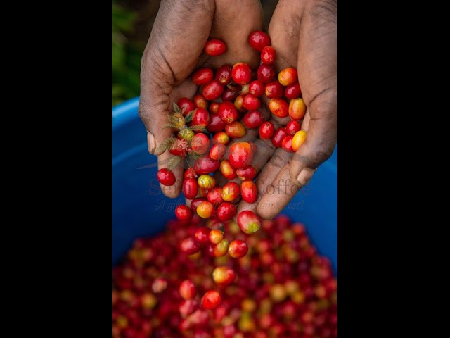 ⁣Advocating for domestic coffee consumption