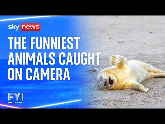 ⁣FYI: The funniest animals caught on camera