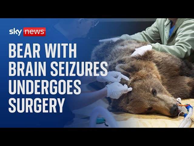 ⁣'Boki' the bear undergoes pioneering surgery to drain fluid from skull and stop seizures