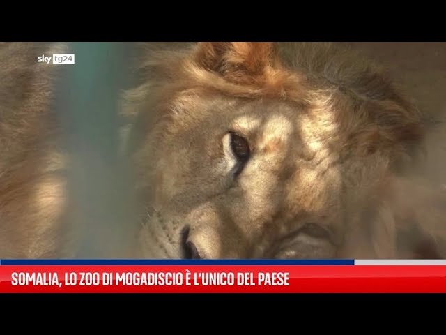 ⁣Somalia, lo zoo di Mogadiscio è l’unico del Paese