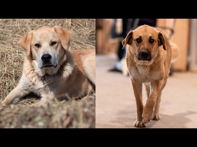 ⁣Sask. family's two dogs fatally shot near their home