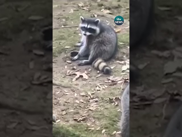 ⁣A woman has been forced to flee her home after nearly 100 raccoons gathered in her garden #itvnews