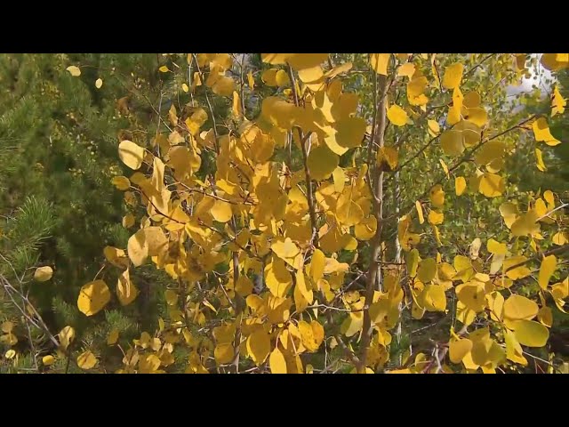 ⁣Denver begins Fall Leaf Drop Program this week