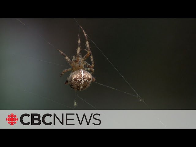 ⁣Why you may be seeing more big spiders in Quebec this year