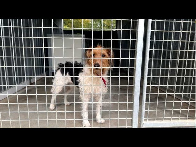 ⁣Nouveau refuge à Saint-Dizier mais toujours trop d’animaux dans les rues