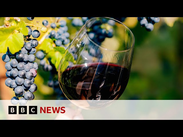 ⁣How is Scandinavia growing its wine industry? | BBC News