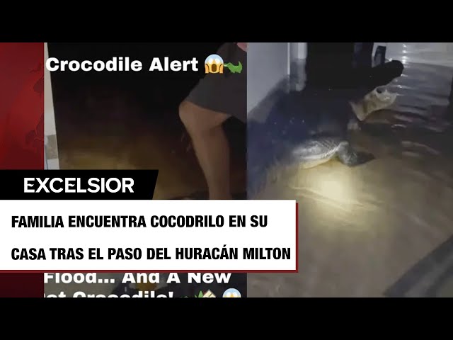 ⁣Familia encuentra cocodrilo en la sala de su casa tras huracán