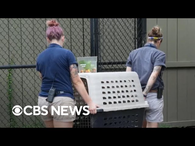 ⁣Florida zoo prepares for Hurricane Milton