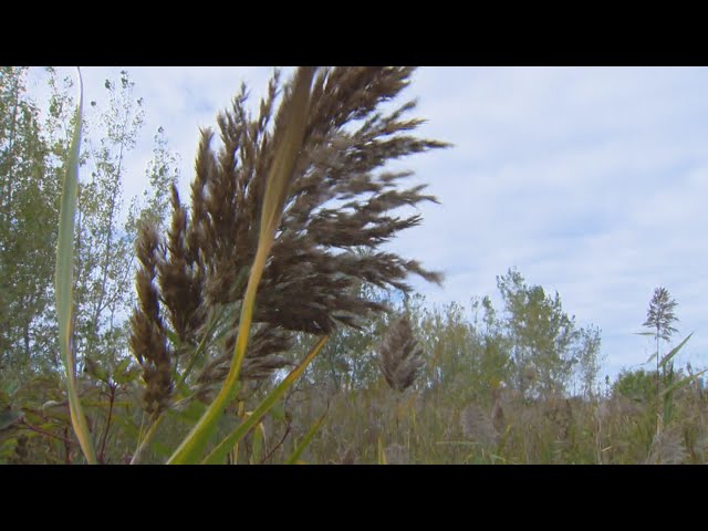 ⁣Preventing the spread of Canada's worst invasive species