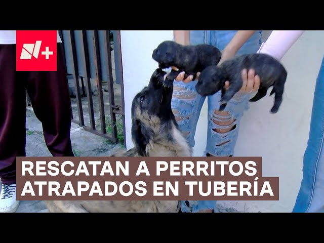 ⁣Así rescataron a dos perritos recién nacidos atorados en tubería - N+