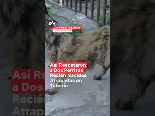 ⁣Así rescataron a dos perritos recién nacidos atorados en tubería - N+ #Shorts