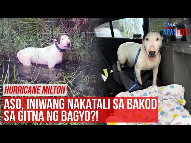 ⁣HURRICANE MILTON — Aso, iniwang nakatali sa bakod sa gitna ng bagyo?! | GMA Integrated Newsfeed