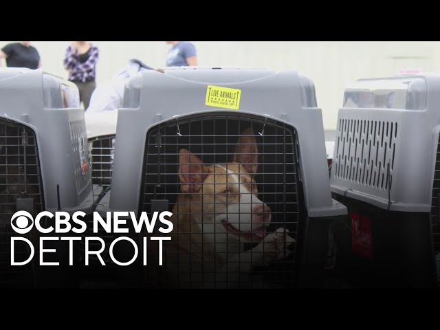 ⁣Michigan pet organizations step in for animal rescue amid Hurricane Milton