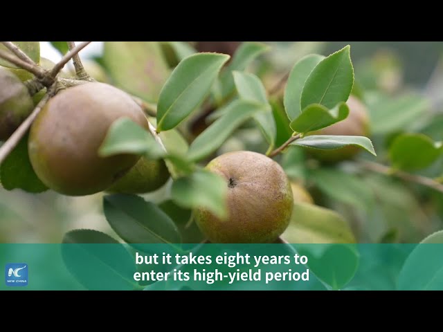 ⁣Tea-oil camellia cultivation sprouts rich rewards for farmers in SW China