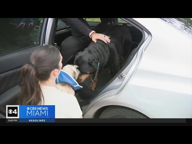 ⁣Dog found in rubble of Florida home destroyed by Hurricane Milton tornado reunites with family