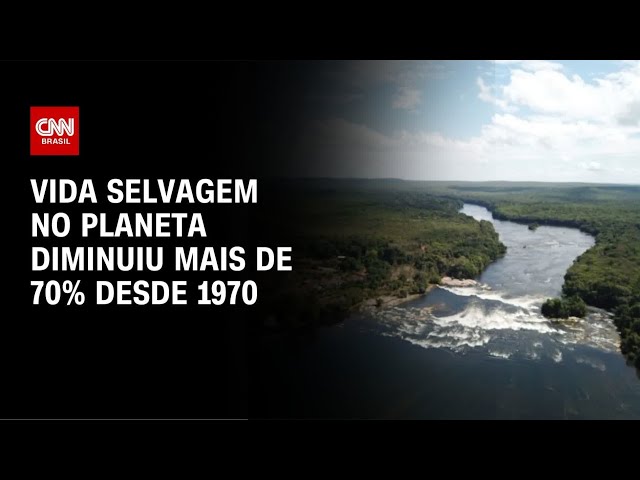 ⁣Vida selvagem diminuiu mais de 70% desde 1970 | CNN PRIME TIME