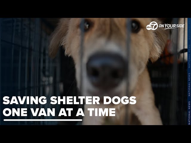 ⁣The animal rescue on wheels that is changing the lives of both animals and humans