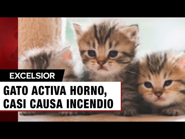 ⁣Gatito enciende por accidente el horno y casi provoca un incendio en toda la casa