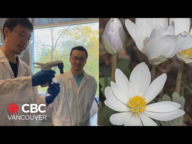 ⁣Wildflower compound may help fight tuberculosis, research finds