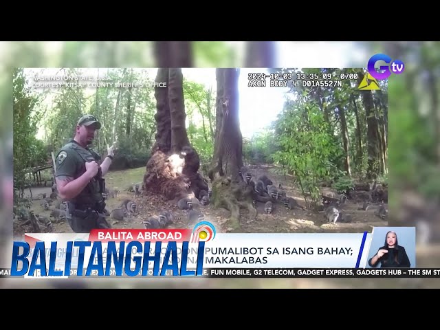 ⁣Nasa 100 raccoon, pumalibot sa isang bahay; residente, hindi na makalabas | Balitanghali