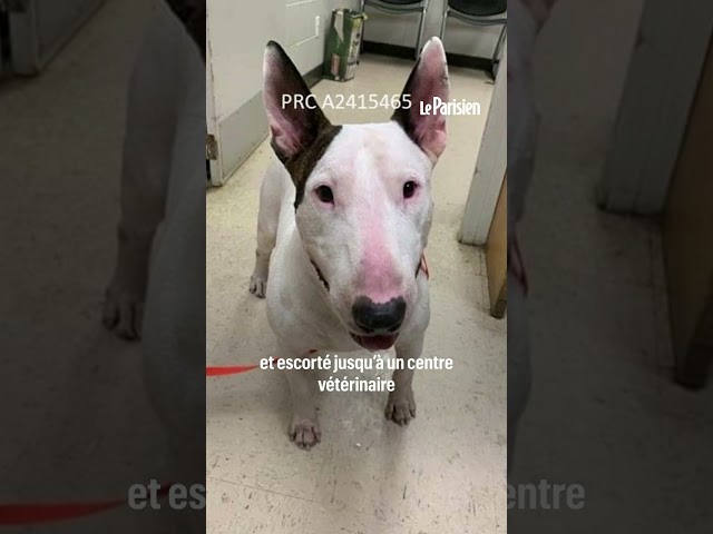 ⁣Des policiers sauvent un chien attaché à un poteau pendant l'ouragan Milton