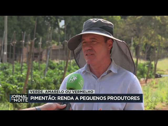 ⁣Pimentão garante renda para pequenos agricultores