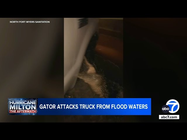 ⁣Alligator captured on film biting van's tire on flooded Florida street