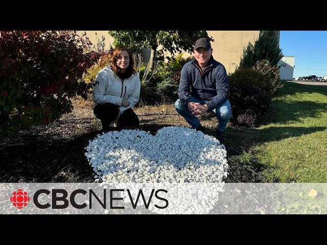 ⁣Why white hearts made of pebbles are showing up on P.E.I. lawns