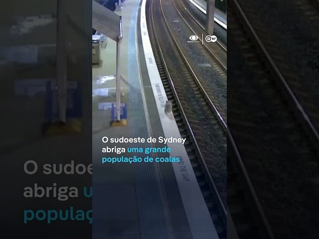 ⁣Coala é flagrado em estação de trem na Austrália