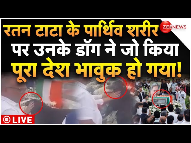 ⁣Dog Emotional On Ratan Tata Funeral LIVE : रतन टाटा के पार्थिव शरीर पर डॉग ने जो किया, सब हुए भावुक