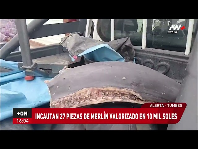 ⁣Tumbes: Incautan 27 piezas de pez Marlín valorizado en S/10 mil